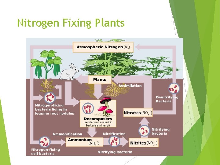 Nitrogen Fixing Plants 