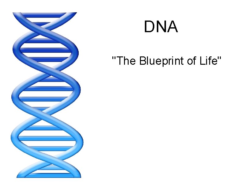 DNA "The Blueprint of Life" 