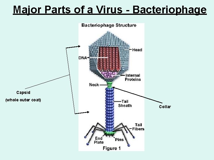 Major Parts of a Virus - Bacteriophage Capsid (whole outer coat) Collar 