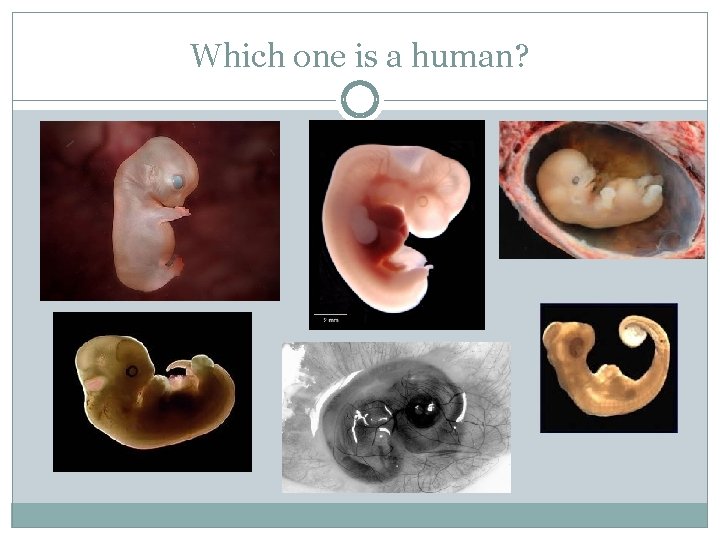 Which one is a human? 