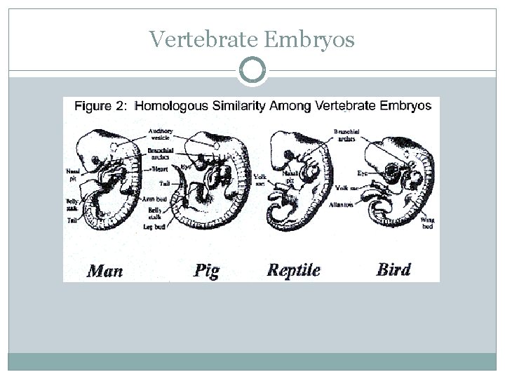 Vertebrate Embryos 