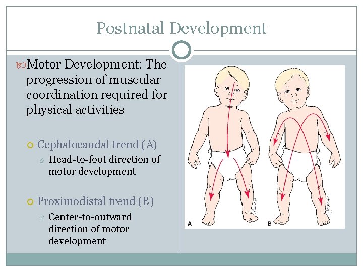Postnatal Development Motor Development: The progression of muscular coordination required for physical activities Cephalocaudal