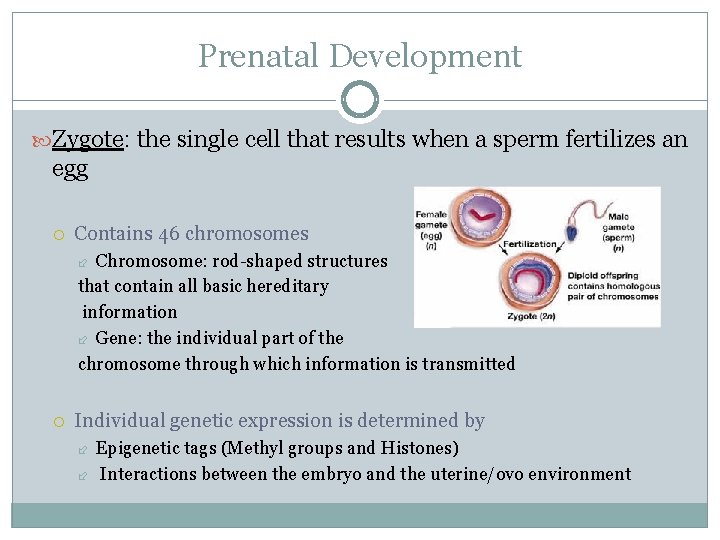 Prenatal Development Zygote: the single cell that results when a sperm fertilizes an egg