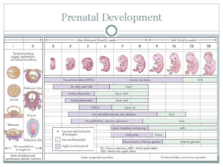 Prenatal Development 
