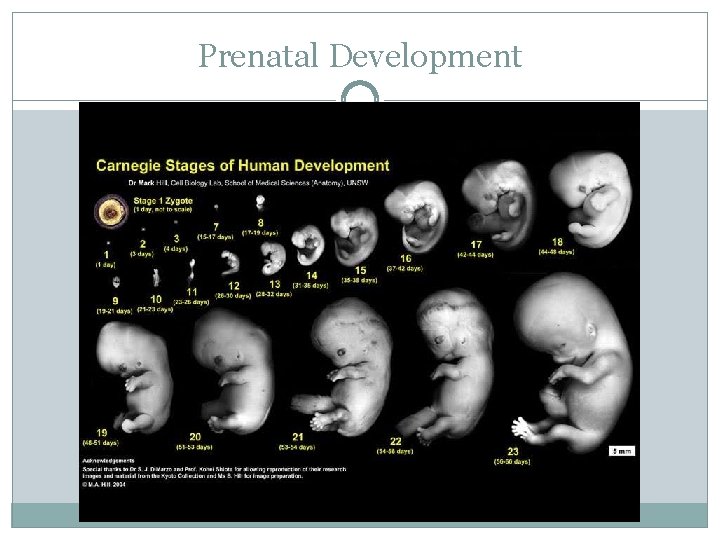 Prenatal Development 