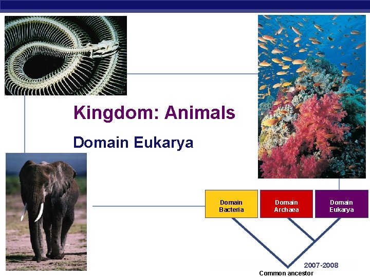 Kingdom: Animals Domain Eukarya Domain Bacteria AP Biology Domain Archaea Domain Eukarya 2007 -2008