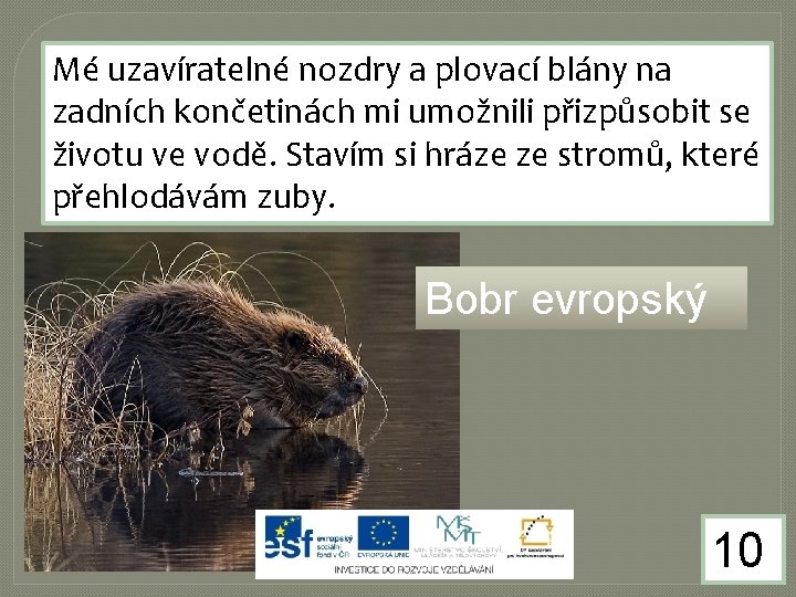 Mé uzavíratelné nozdry a plovací blány na zadních končetinách mi umožnili přizpůsobit se životu