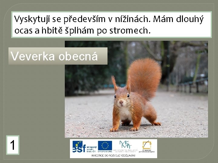 Vyskytuji se především v nížinách. Mám dlouhý ocas a hbitě šplhám po stromech. Veverka