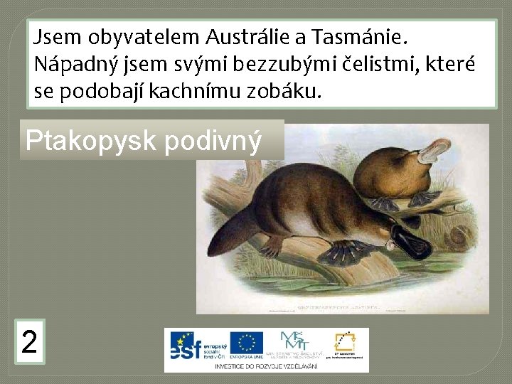 Jsem obyvatelem Austrálie a Tasmánie. Nápadný jsem svými bezzubými čelistmi, které se podobají kachnímu