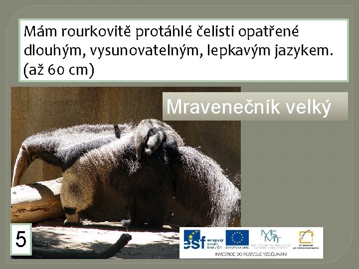 Mám rourkovitě protáhlé čelisti opatřené dlouhým, vysunovatelným, lepkavým jazykem. (až 60 cm) Mravenečník velký