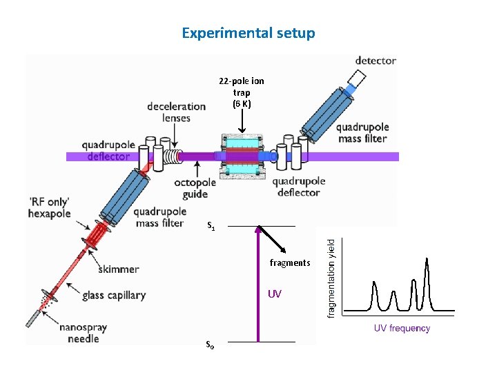 Experimental setup 22 -pole ion trap (6 K) S 1 fragments UV S 0