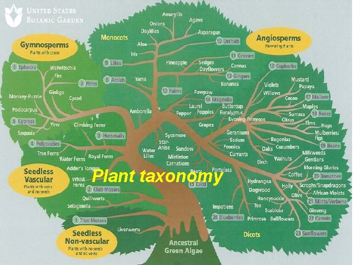 Plant taxonomy 