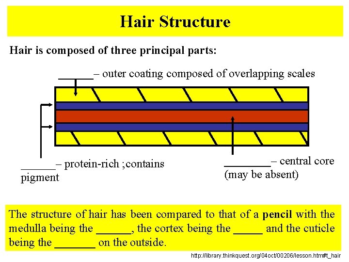 Hair Structure Hair is composed of three principal parts: ______– outer coating composed of Hair Structure Hair is composed of three principal parts: ______– outer coating composed of