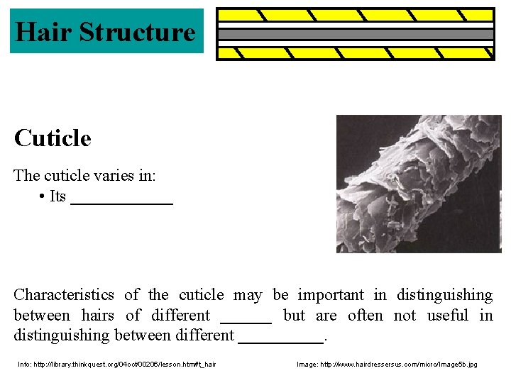 Hair Structure Cuticle The cuticle varies in: • Its ______ Characteristics of the cuticle Hair Structure Cuticle The cuticle varies in: • Its ______ Characteristics of the cuticle