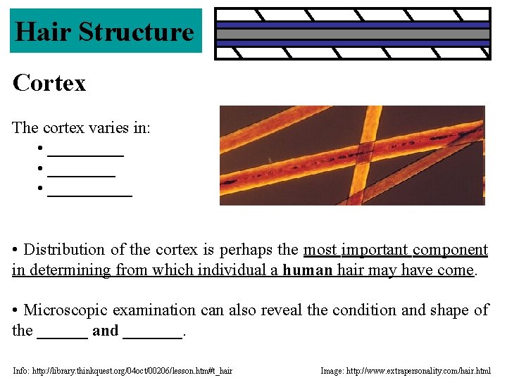 Hair Structure Cortex The cortex varies in: • __________ • Distribution of the cortex Hair Structure Cortex The cortex varies in: • __________ • Distribution of the cortex