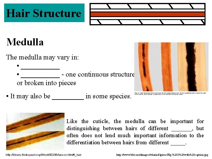 Hair Structure Medulla The medulla may vary in: • ___________ - one continuous structure Hair Structure Medulla The medulla may vary in: • ___________ - one continuous structure
