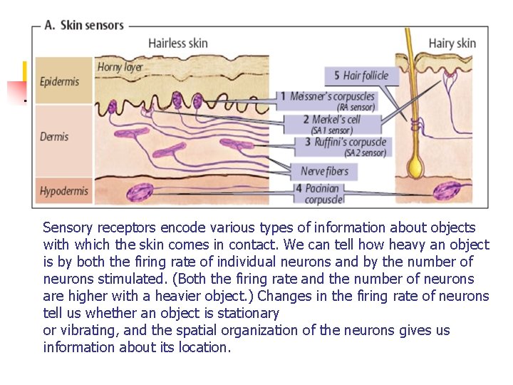 Sensory receptors encode various types of information about objects with which the skin comes