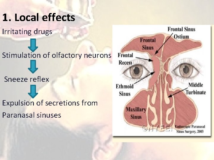 1. Local effects Irritating drugs Stimulation of olfactory neurons Sneeze reflex Expulsion of secretions