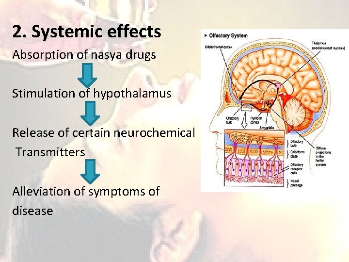 2. Systemic effects Absorption of nasya drugs Stimulation of hypothalamus Release of certain neurochemical