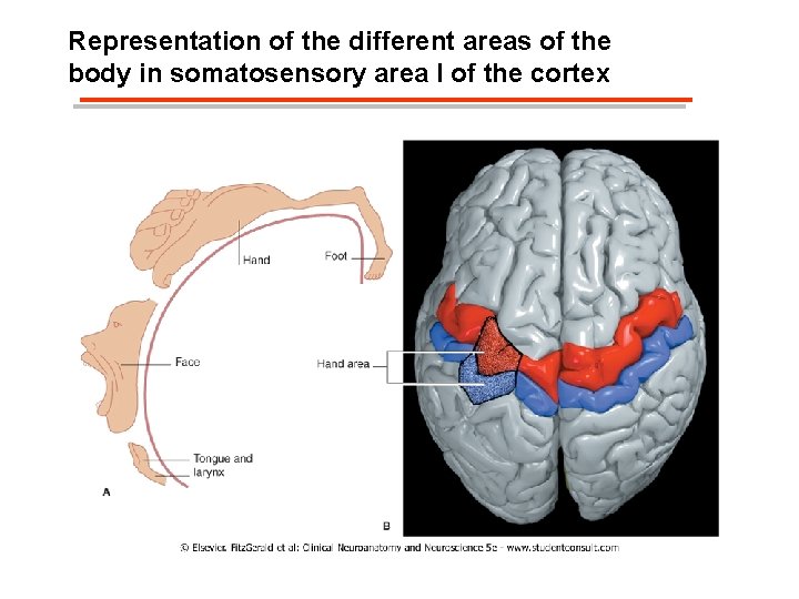 Representation of the different areas of the body in somatosensory area I of the