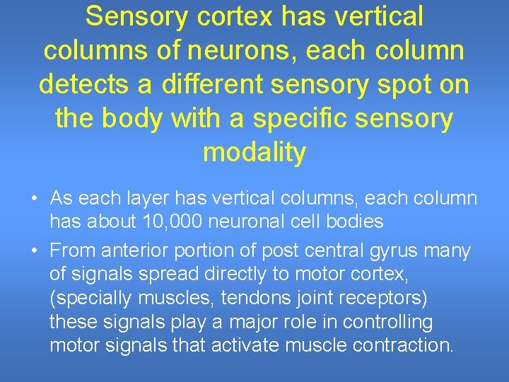 Sensory cortex has vertical columns of neurons, each column detects a different sensory spot