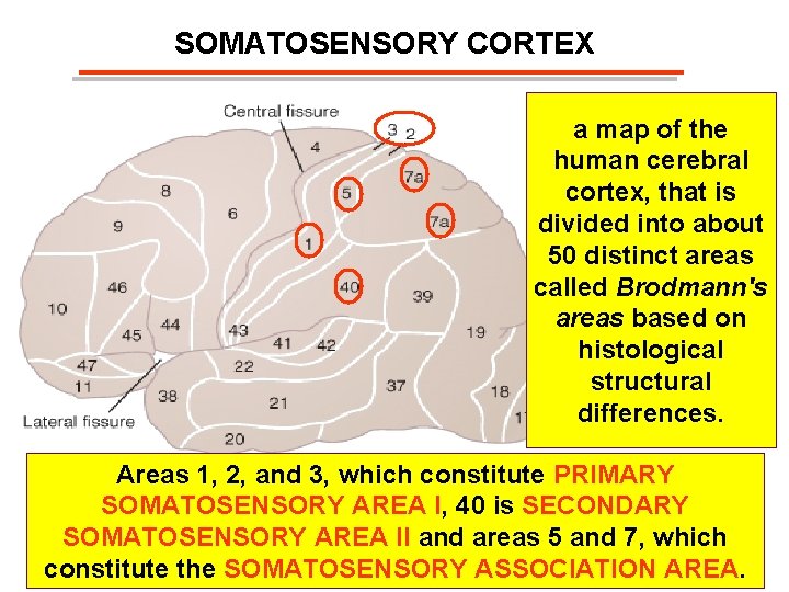 SOMATOSENSORY CORTEX a map of the human cerebral cortex, that is divided into about