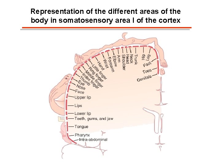 Representation of the different areas of the body in somatosensory area I of the