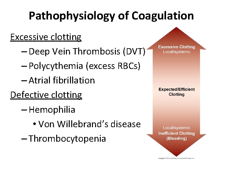 Pathophysiology of Coagulation Excessive clotting – Deep Vein Thrombosis (DVT) – Polycythemia (excess RBCs)