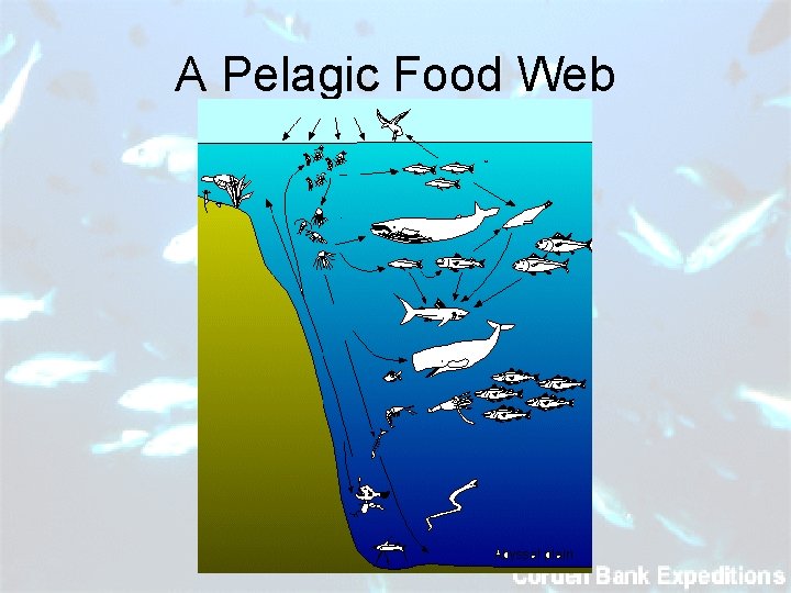 A Pelagic Food Web 