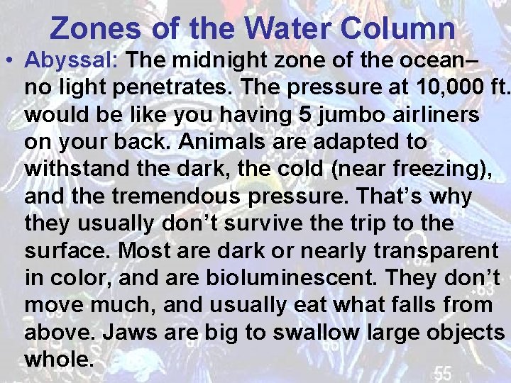 Zones of the Water Column • Abyssal: The midnight zone of the ocean– no