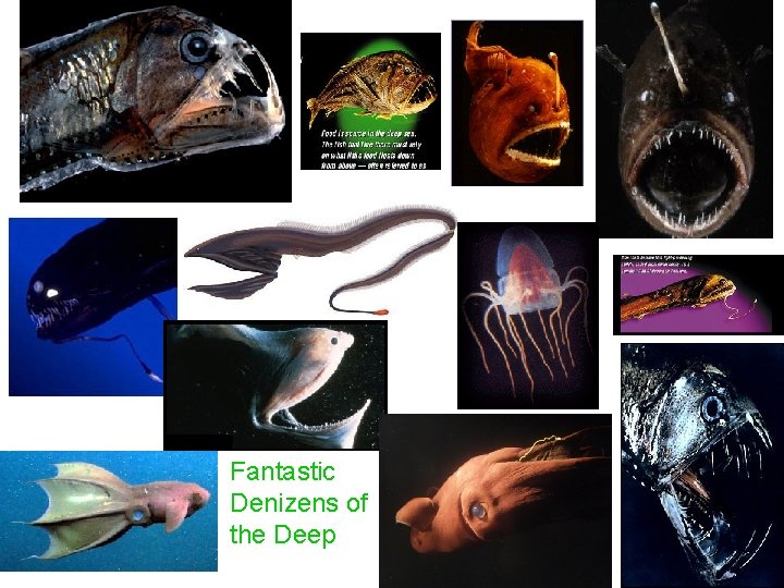 Fantastic Denizens of the Deep 