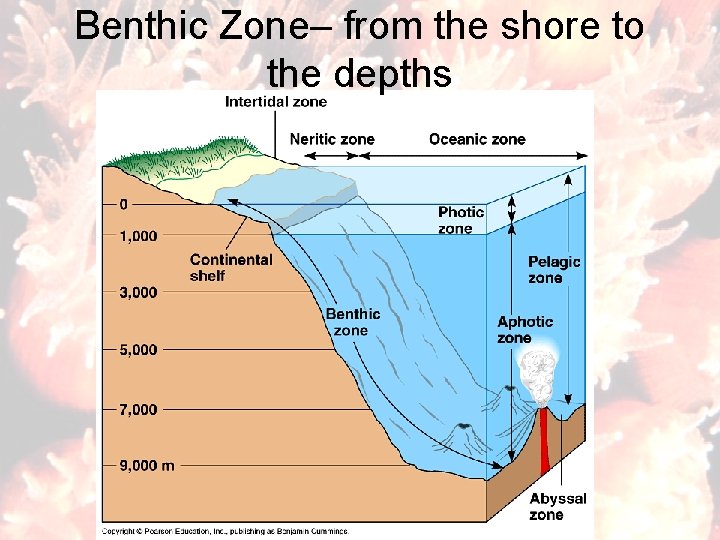 Benthic Zone– from the shore to the depths 