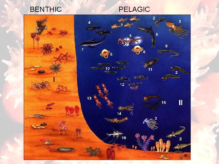 BENTHIC PELAGIC 