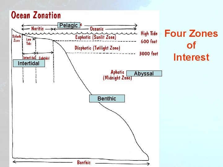 Pelagic Four Zones of Interest Intertidal Abyssal Benthic 