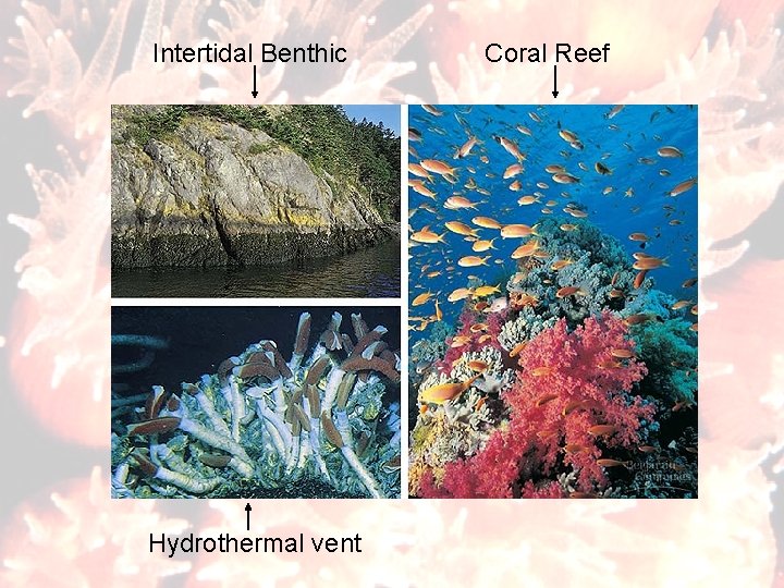 Intertidal Benthic Hydrothermal vent Coral Reef 