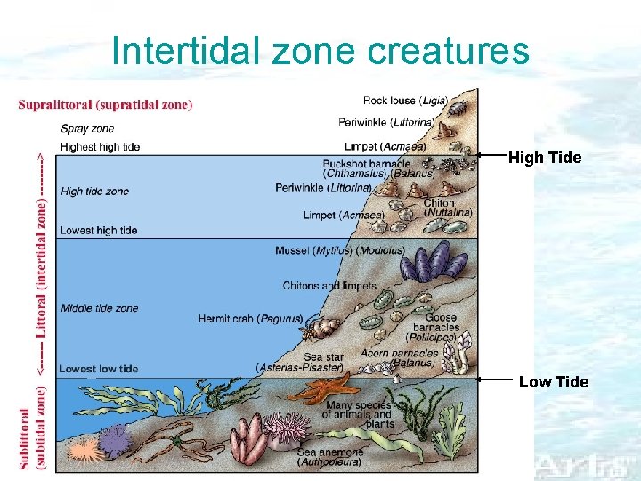 Intertidal zone creatures High Tide Low Tide 