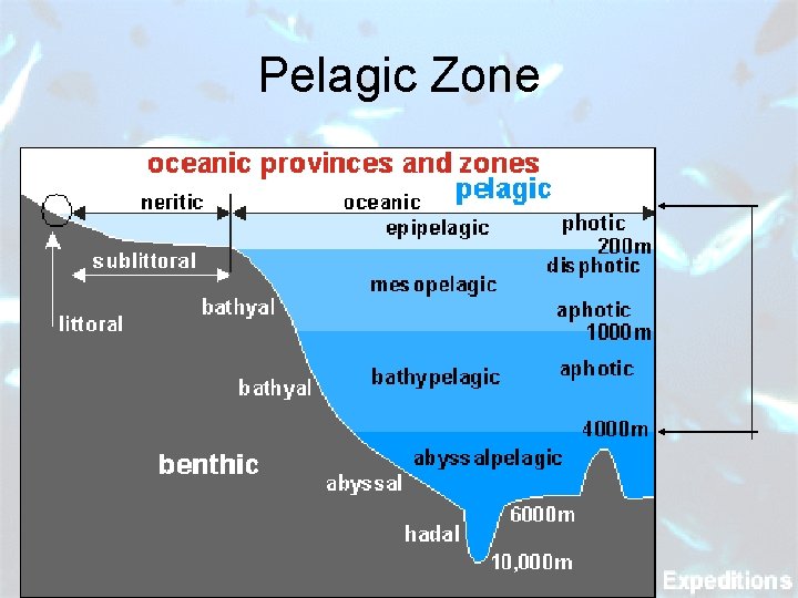 Pelagic Zone 