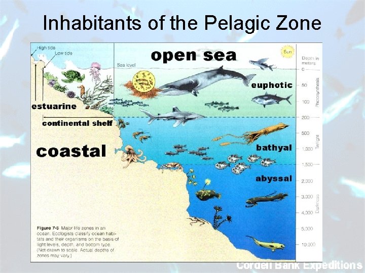 Inhabitants of the Pelagic Zone 