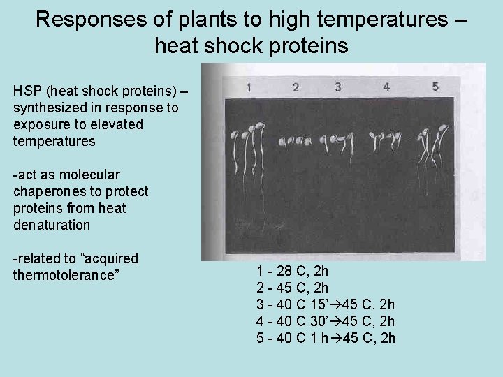 Responses of plants to high temperatures – heat shock proteins HSP (heat shock proteins)