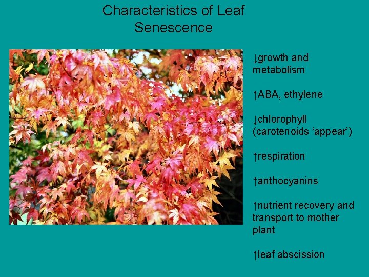 Characteristics of Leaf Senescence ↓growth and metabolism ↑ABA, ethylene ↓chlorophyll (carotenoids ‘appear’) ↑respiration ↑anthocyanins
