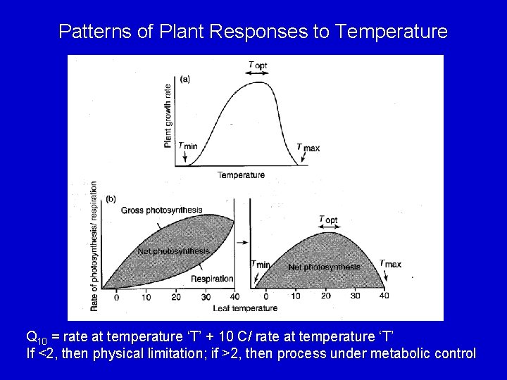 Patterns of Plant Responses to Temperature Q 10 = rate at temperature ‘T’ +