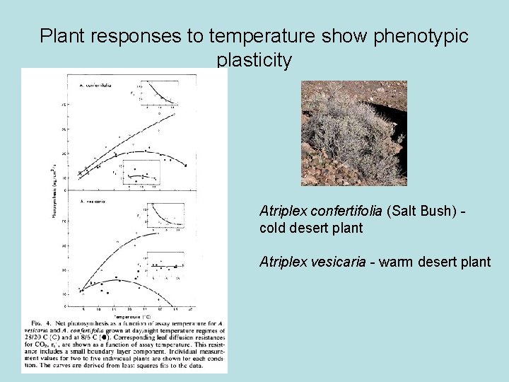 Plant responses to temperature show phenotypic plasticity Atriplex confertifolia (Salt Bush) cold desert plant