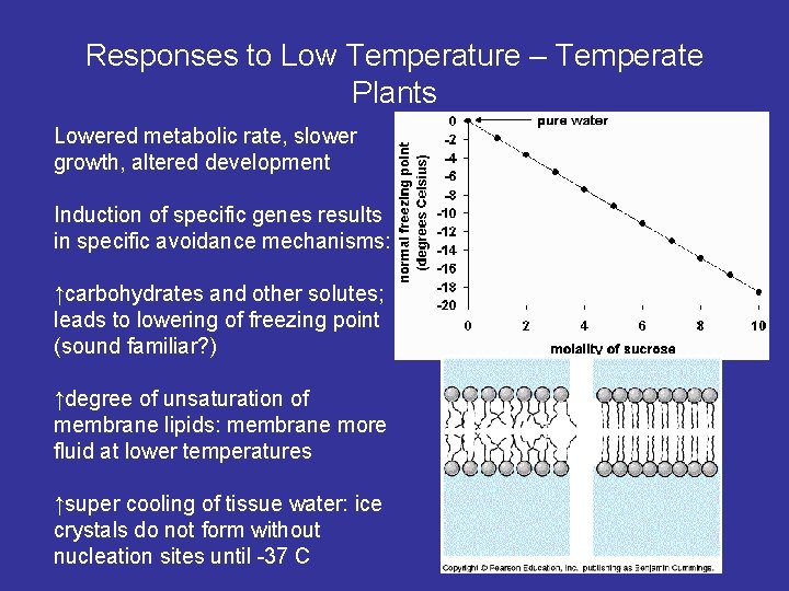 Responses to Low Temperature – Temperate Plants Lowered metabolic rate, slower growth, altered development