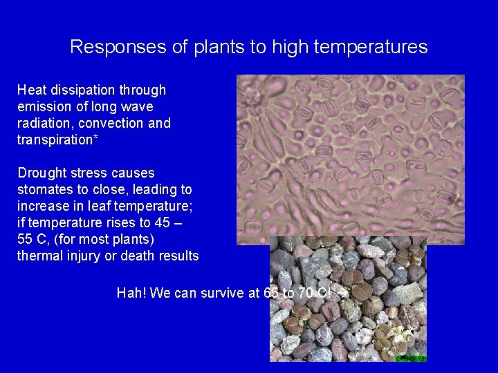 Responses of plants to high temperatures Heat dissipation through emission of long wave radiation,
