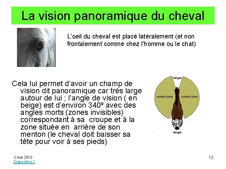 La vision panoramique du cheval L’oeil du cheval est placé latéralement (et non frontalement