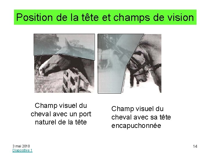 Position de la tête et champs de vision Champ visuel du cheval avec un