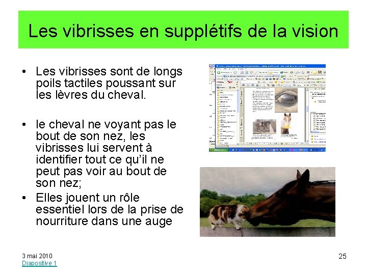 Les vibrisses en supplétifs de la vision • Les vibrisses sont de longs poils