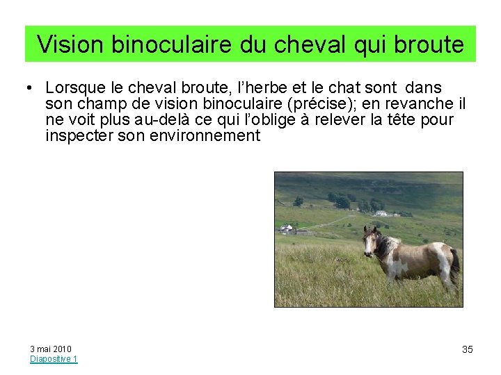 Vision binoculaire du cheval qui broute • Lorsque le cheval broute, l’herbe et le