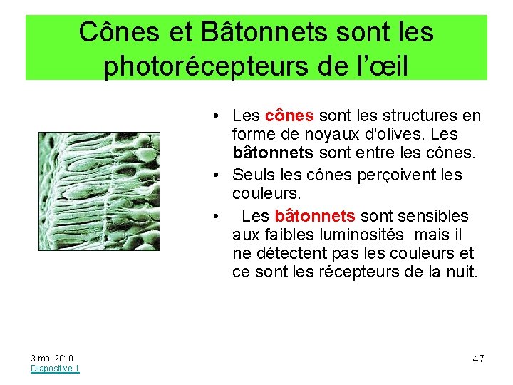 Cônes et Bâtonnets sont les photorécepteurs de l’œil • Les cônes sont les structures
