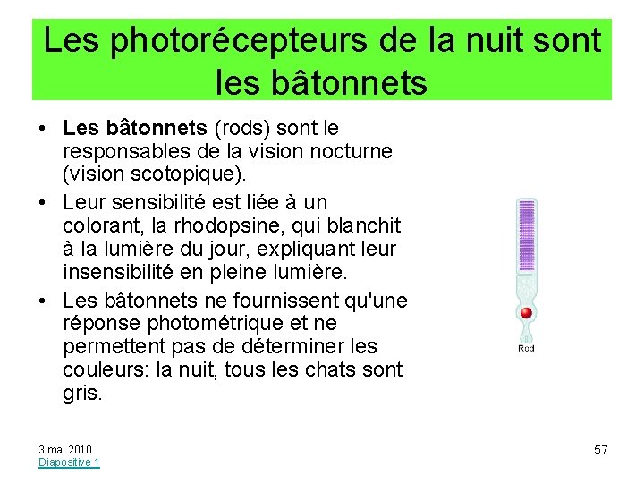 Les photorécepteurs de la nuit sont les bâtonnets • Les bâtonnets (rods) sont le